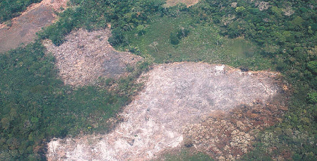 desmatamento amazonia