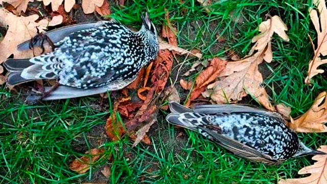 Cientos de aves murieron al probar una antena 5G en Holanda