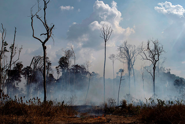 La deforestación de la amazonía para la siembra industrial